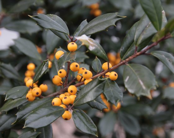 A branch of yellow berries.